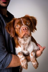 shooting-photo-professionnel-animaux-de-compagnie-